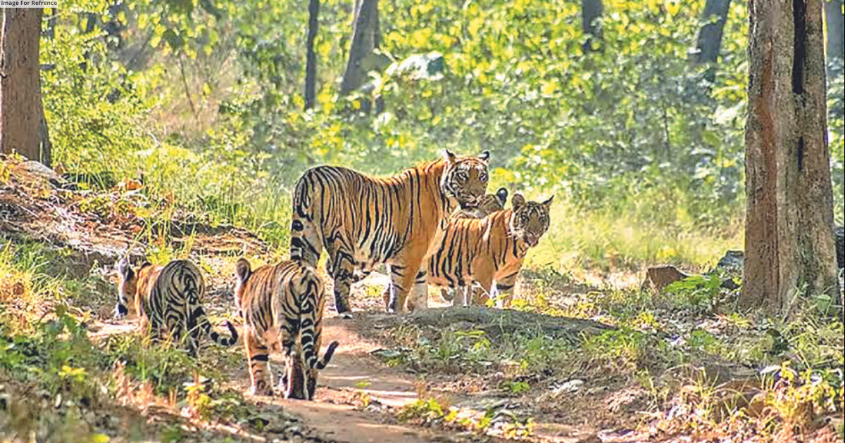 Third Tiger safari for Bundi’s RVTR soon